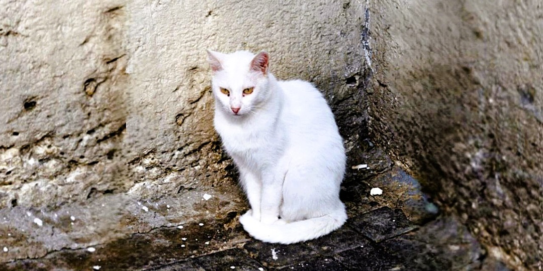 Счастье, взятое с улицы: бродячий кот мог надеяться лишь на себя, но случайная встреча перевернула его мир