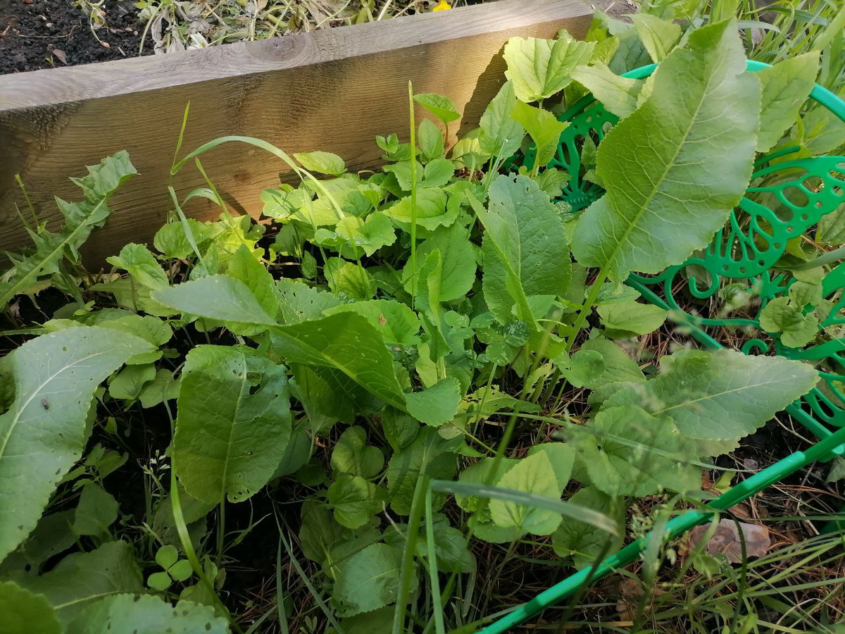 Посадила здесь прошлой осенью, фото от 12 июня