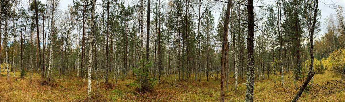 (смотреть лучше в полном разрешении)
