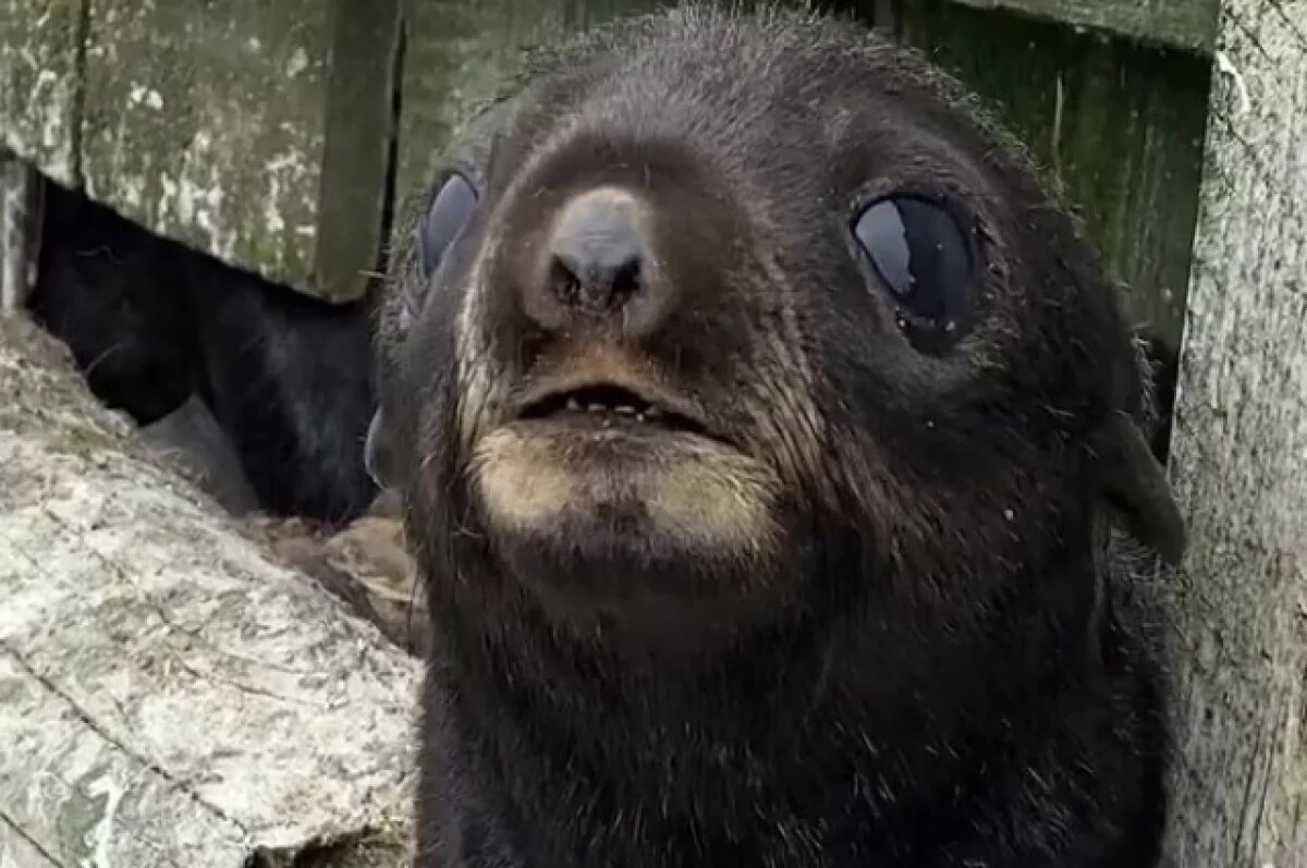    На лежбищах у Сахалина появились первые щенки ушастых тюленей