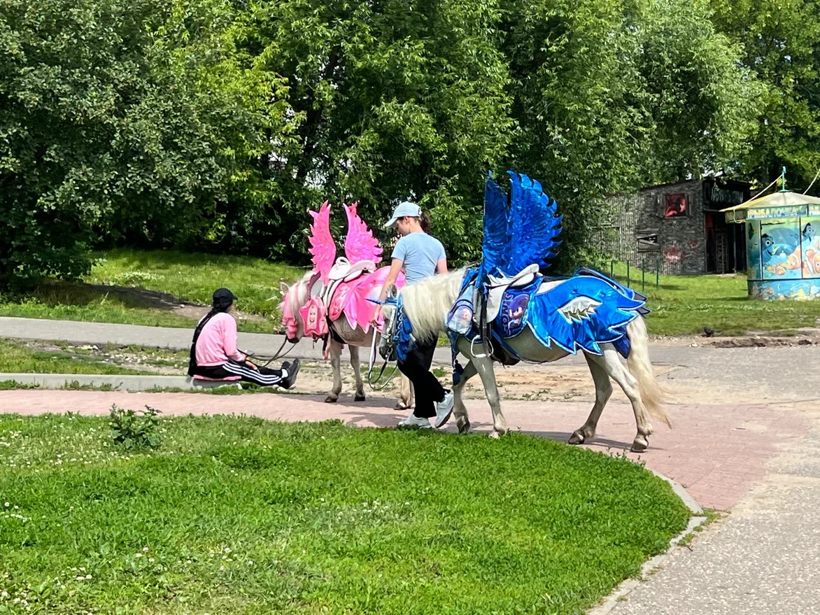 Лошади тоже терпят эти «наряды с крыльями». Фото автора
