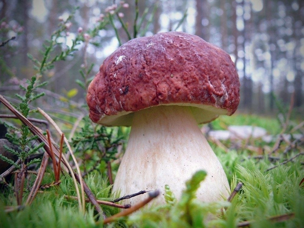 Боровик. Белый гриб в июне