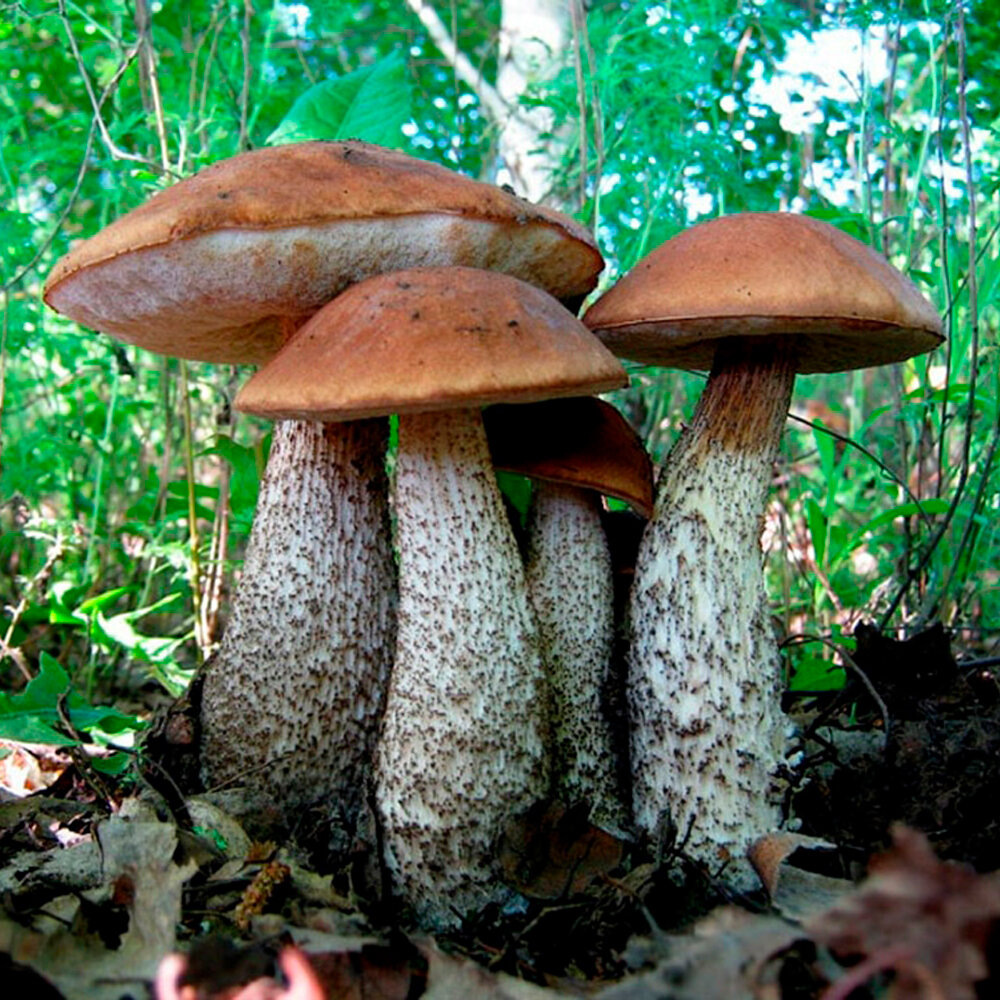 Подберёзовик в июне