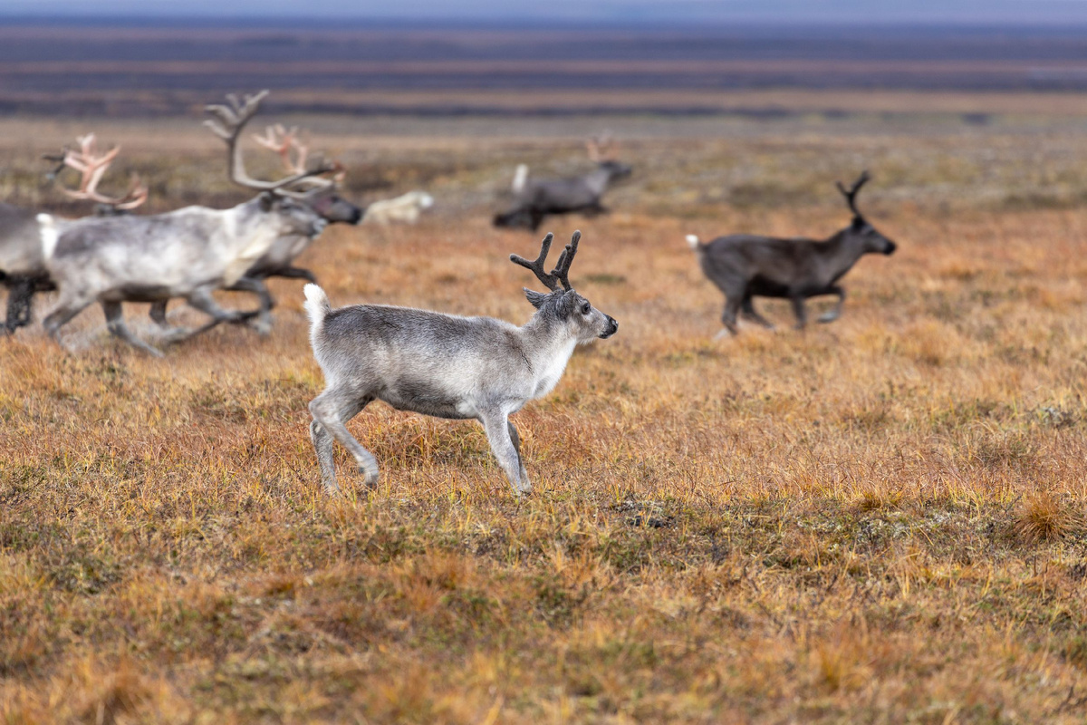 Фото: Воронов Фёдор/АНО «Ямал-Медиа»