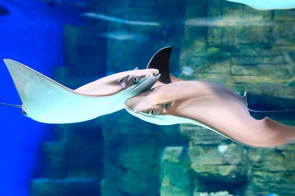 Скаты из Москвариума. Фотография с сайта moskvarium.ru