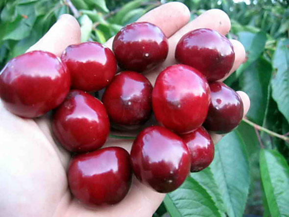 Сорт "Валерий Чкалов"