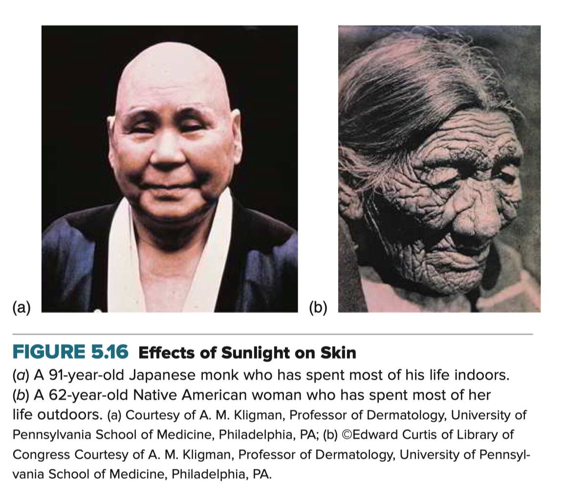 Фото из учебника анатомии и физиологии