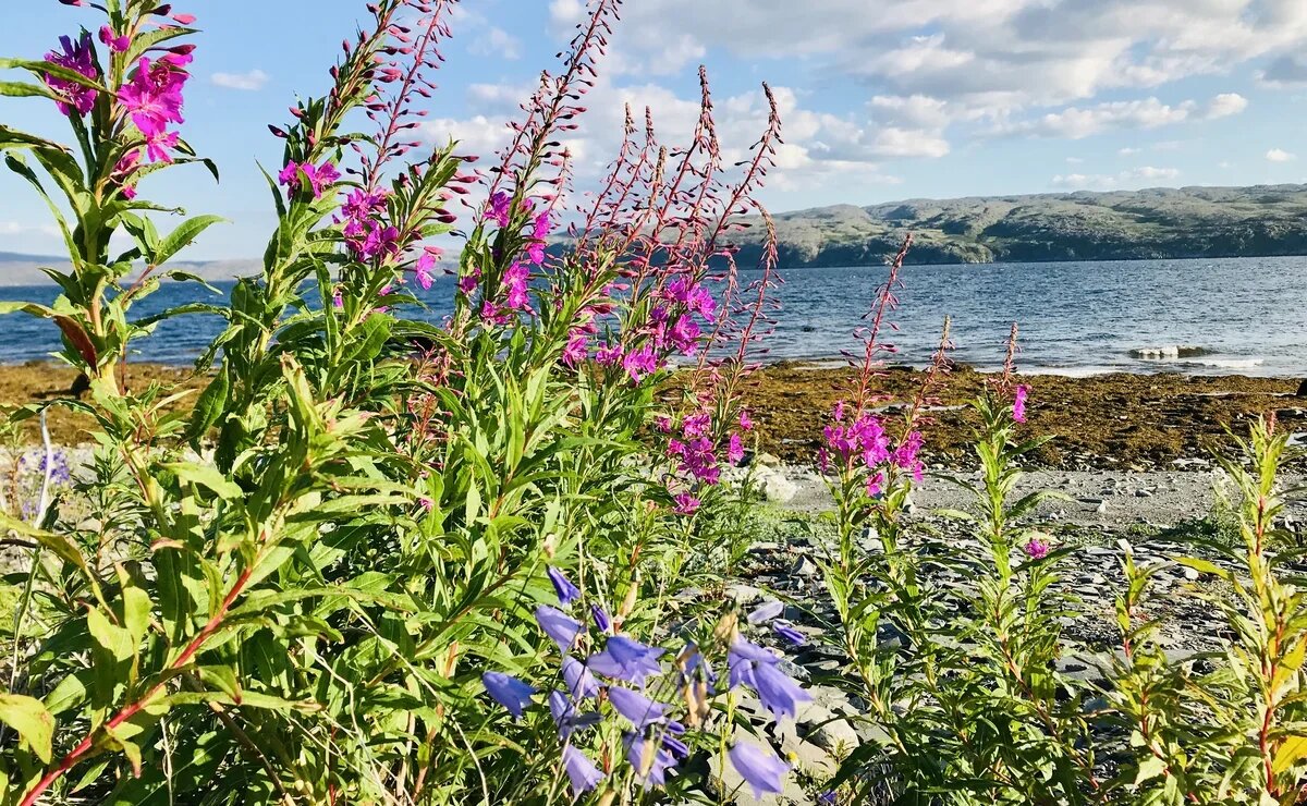    Когда лучшее время для поездки в российскую Арктику?