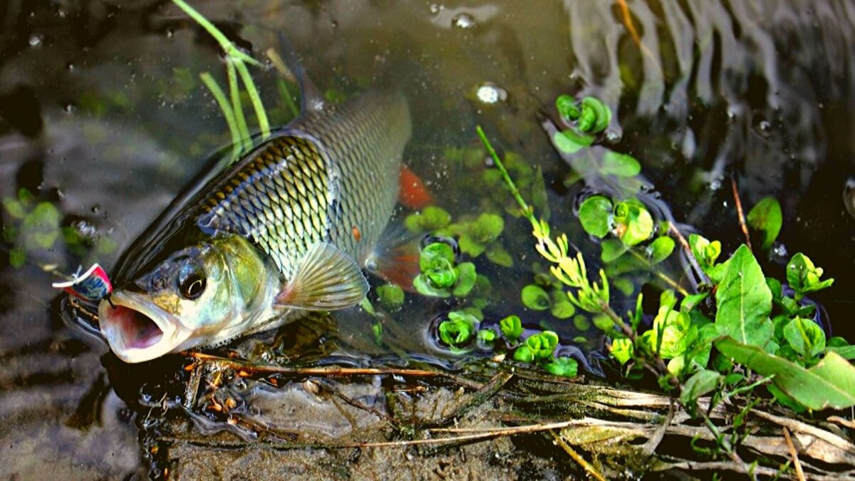 Фото с сайта: https://avatars.dzeninfra.ru