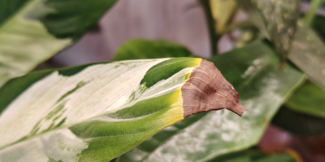 Почему сохнут кончики у комнатных растений?