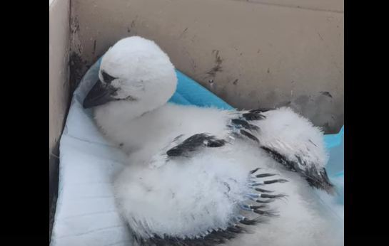 Спасибо всем кто участвовал в спасении аистенка!