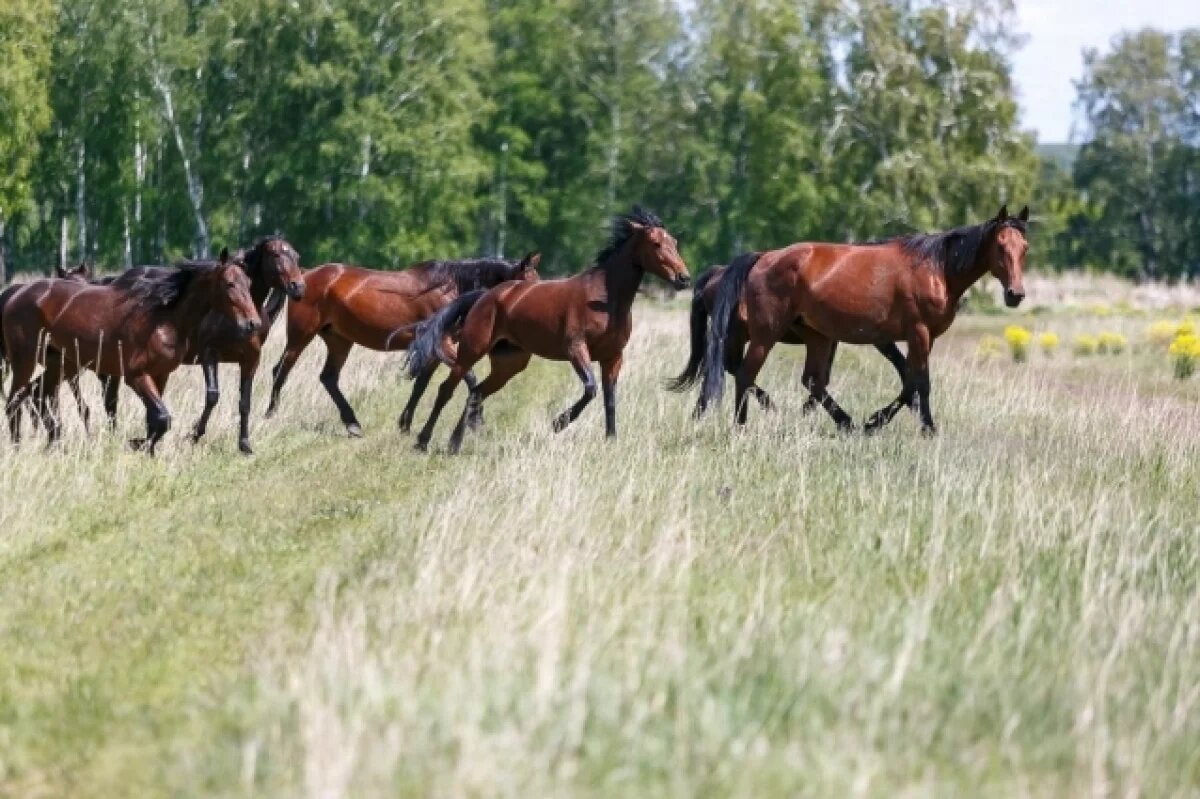    Еремеев день.