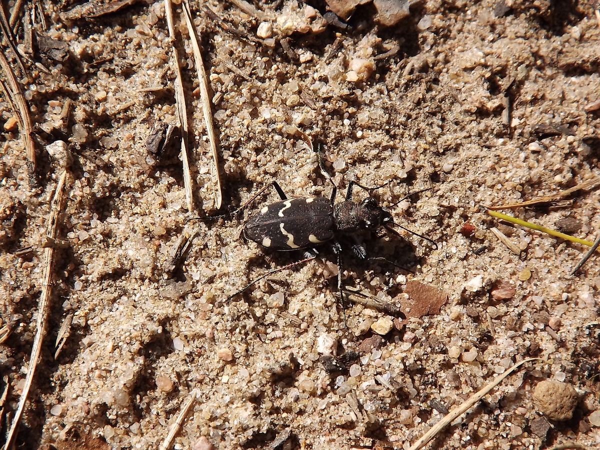 1 июня 2025, Скакун лесной. Озеро Суханы, Себежский район