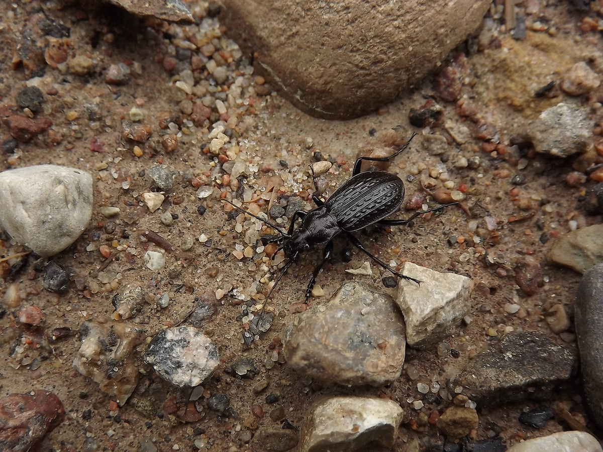 Жужелица зернистая, самец