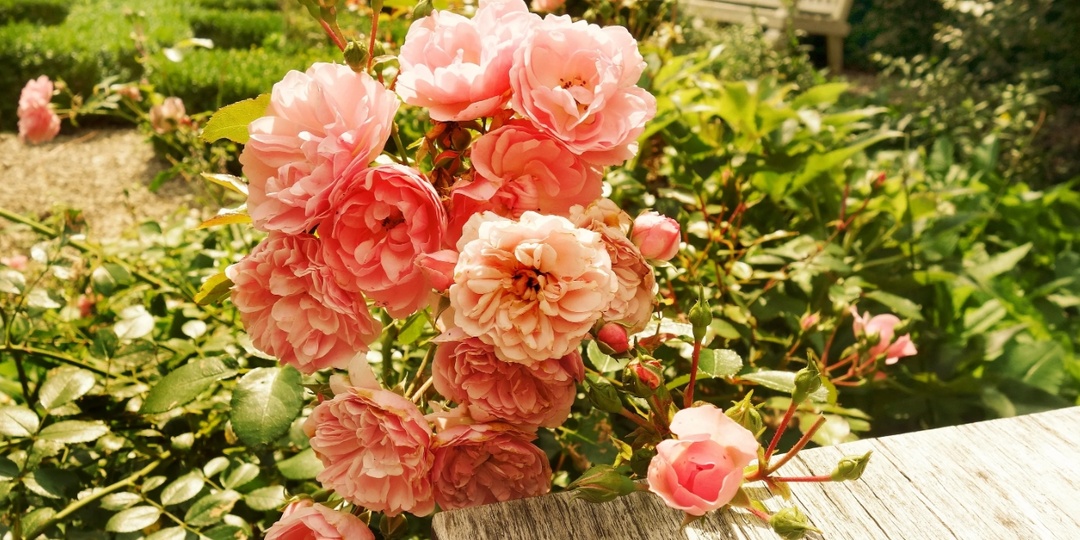 Уход за розами летом - это важно знать