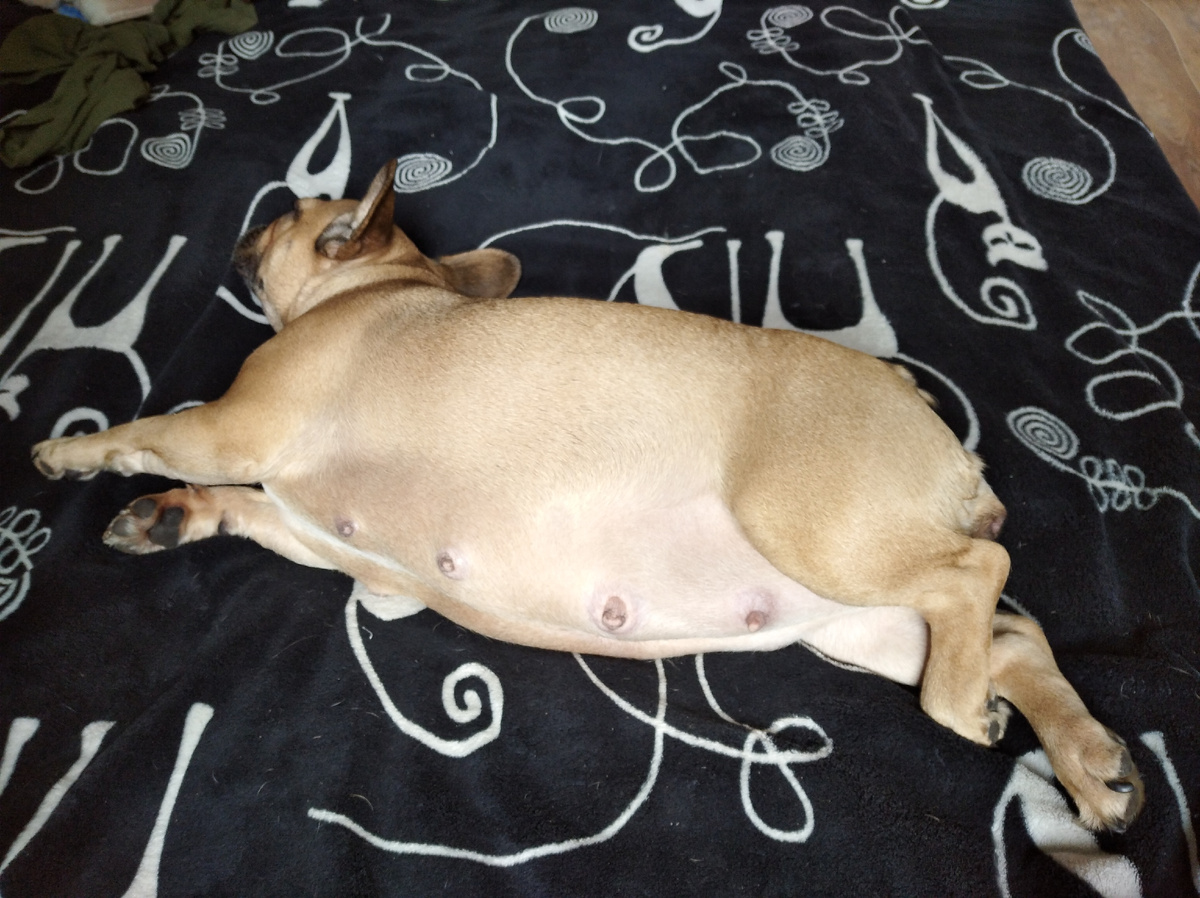 Беременная Жужа