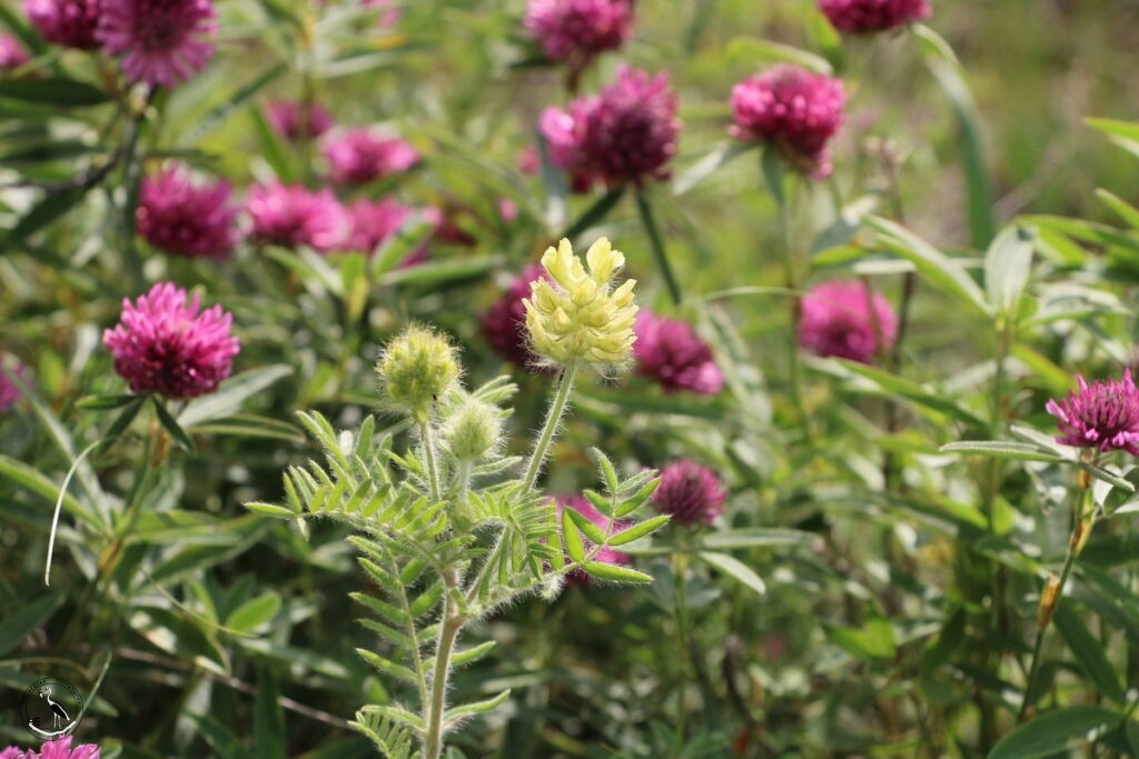     Остролодочник волосистый и клевер альпийский. 30.05.25 Анна Власова