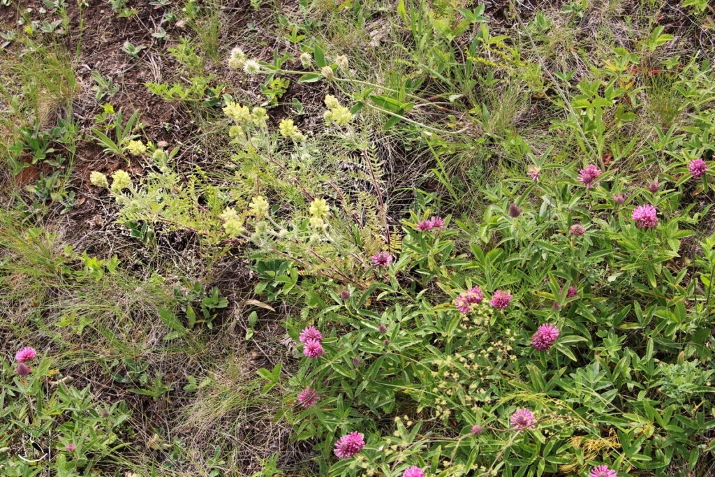     Клевер альпийский, горный (белоголовка) и остролодочник волосистый. 30.05.25 Анна Власова