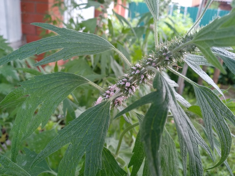 Соцветие пустырника