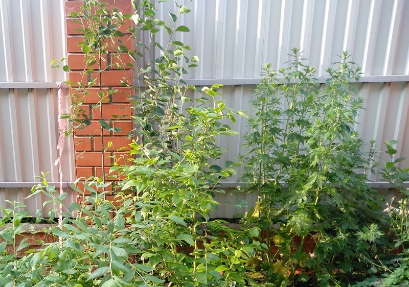 Справа на фото растёт пустырник в начале июня. Готовиттся к цветению