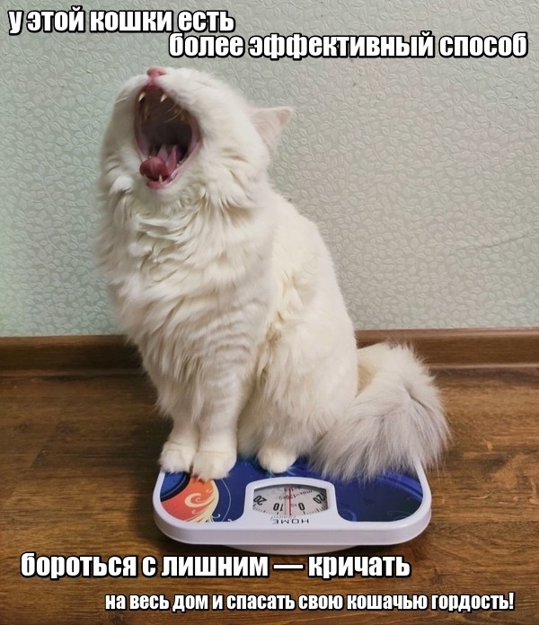 лишний вес — не повод оставаться тихой звездой диеты