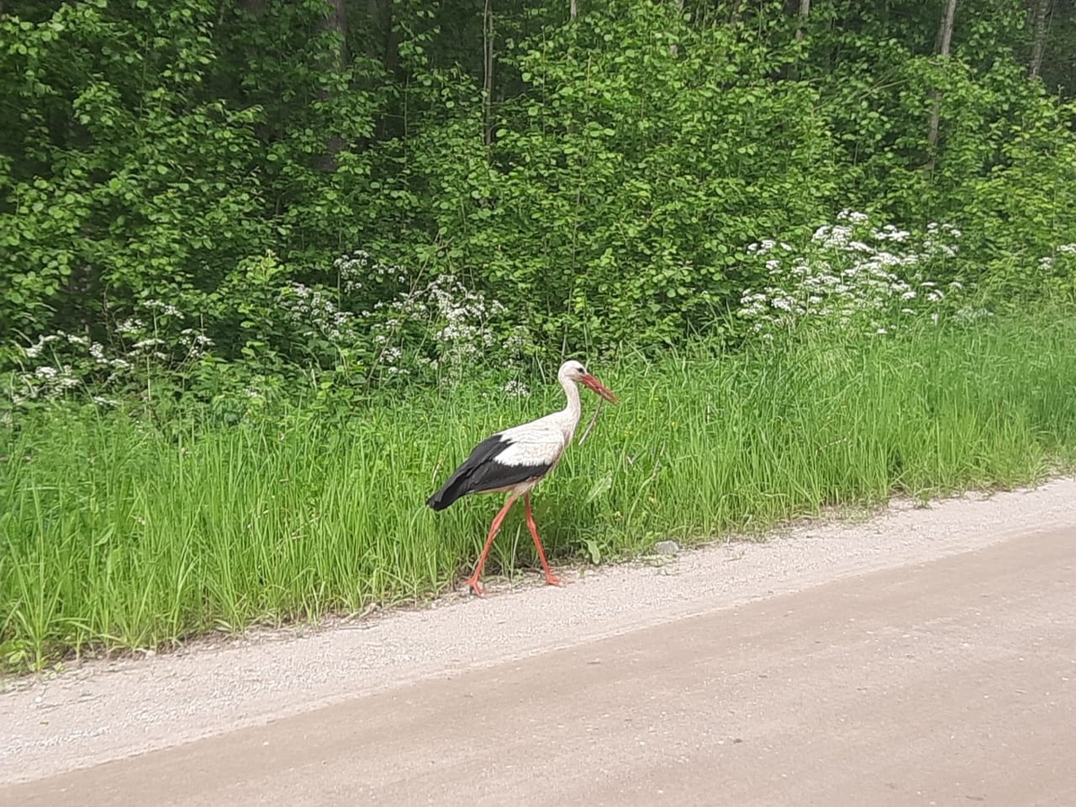 аист поймал змейку