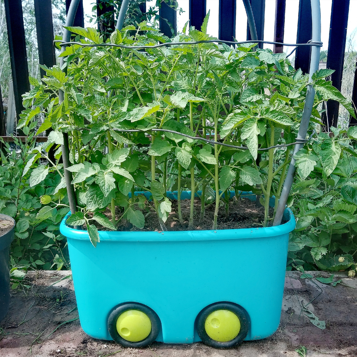 Фото автора. Сорт Авюри оранжевый.