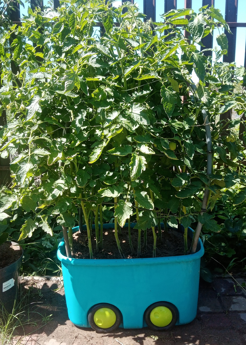 Фото автора. Прошел месяц, томаты подросли и зацвели.. 08.07.2025г.