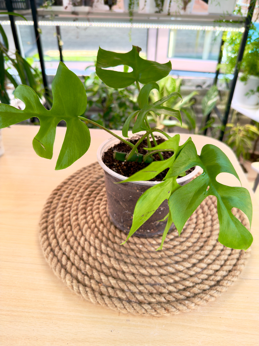 Rhaphidophora Tetrasperma 