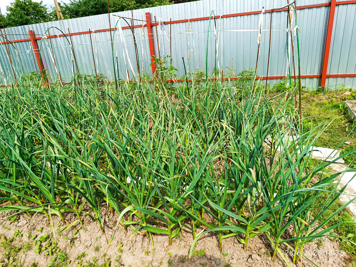 Вроде нормальный, желтых кончиков почти нет..