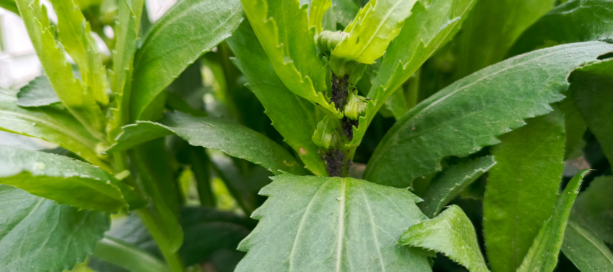 Тля на невяннике.