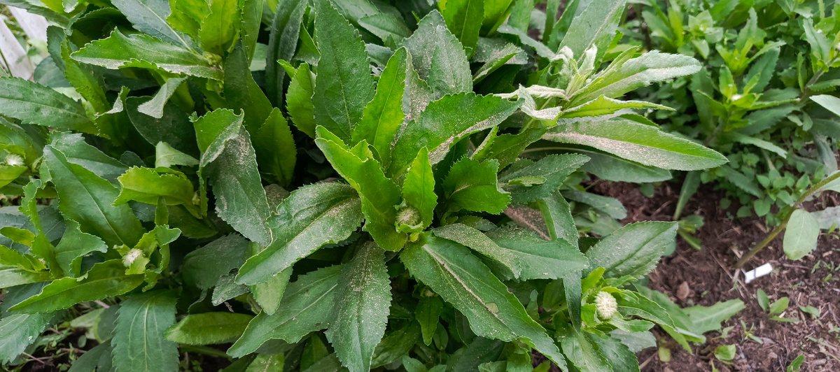 Посыпала невянник, когда заметила тлю.