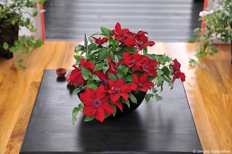 Клематис Nubia