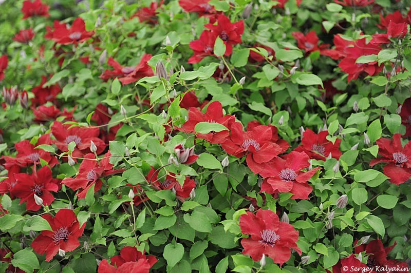 Клематис Nubia