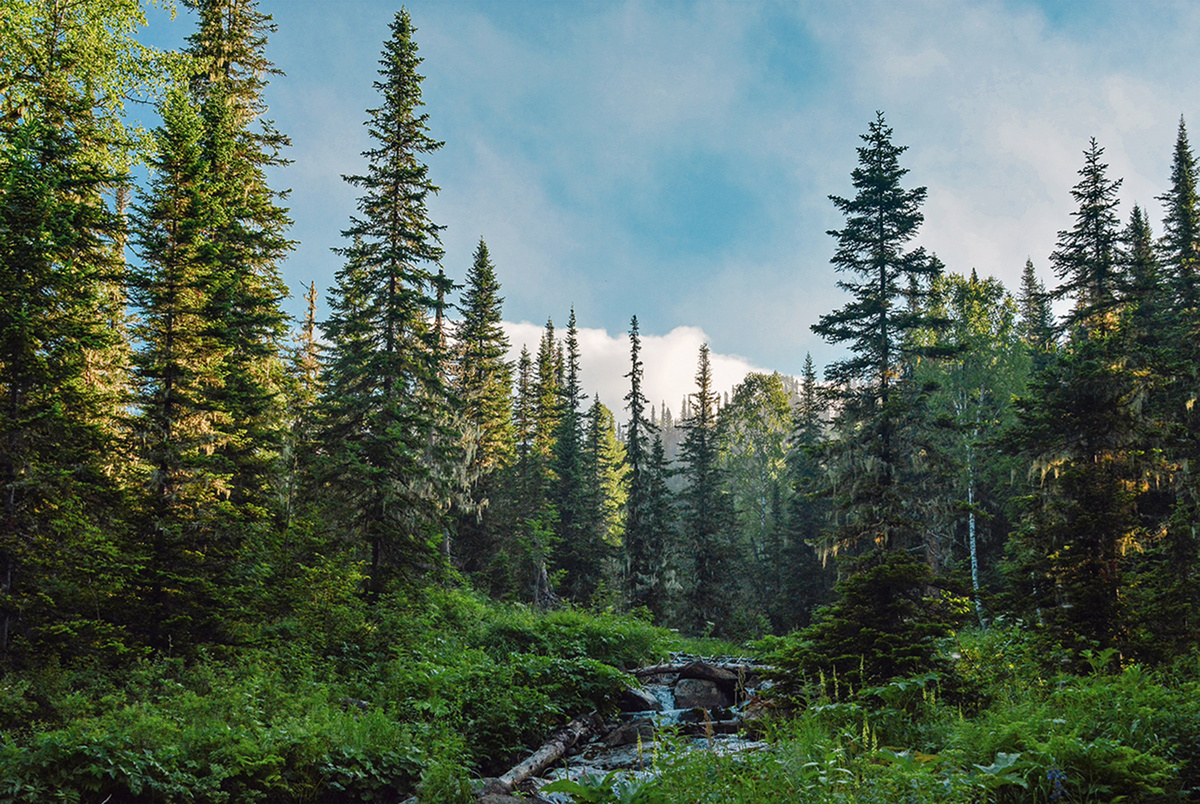 В тайге нет асфальта