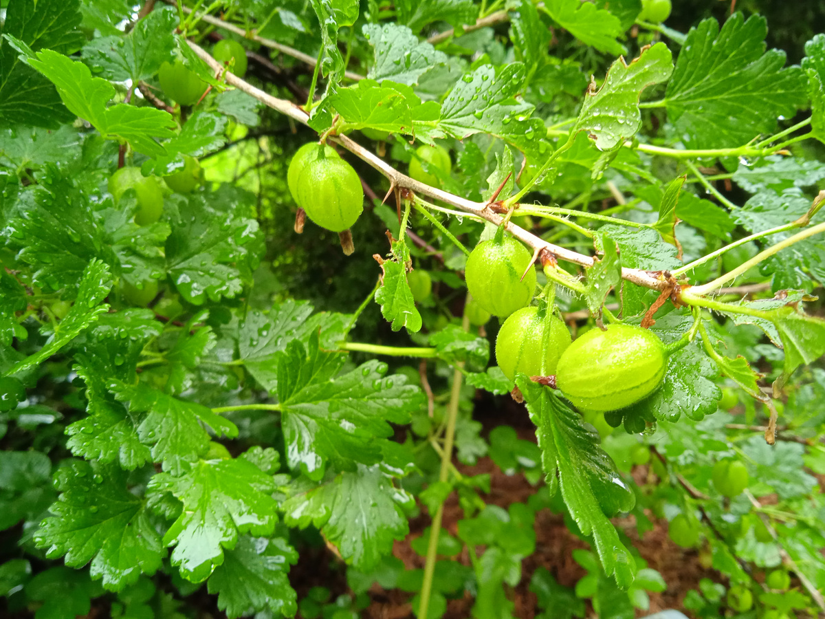 Крыжовник безимянный, но крупный и вкусный