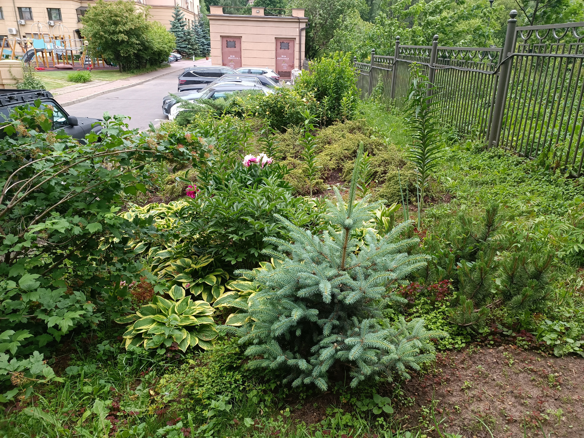 Это клумба у соседнего элитного дома, но за ней ухаживает настоящий садовник