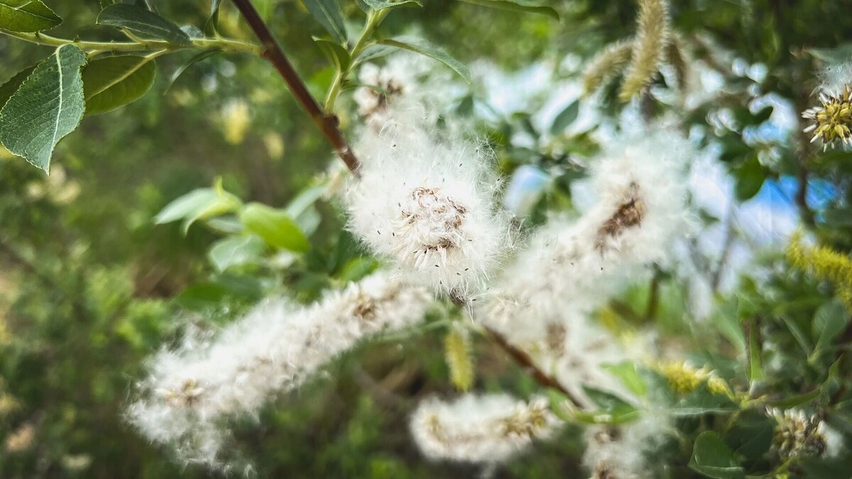     Источник: 1MI