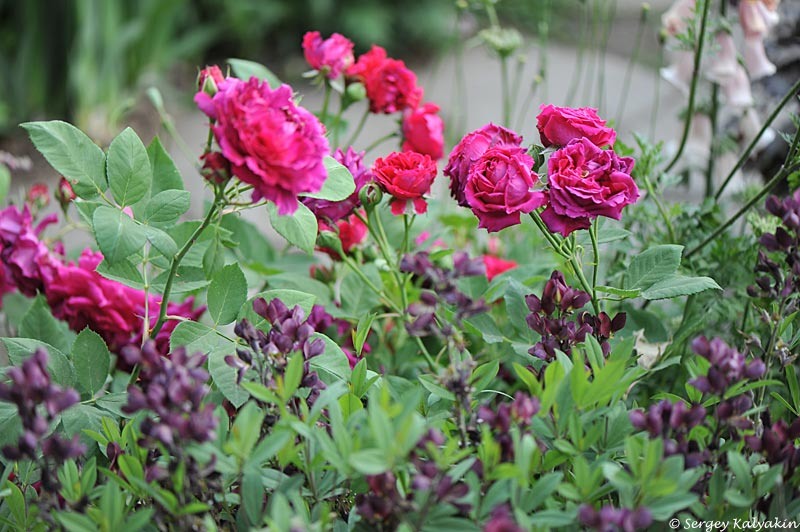 Баптизия ‘Burgundy Blast’