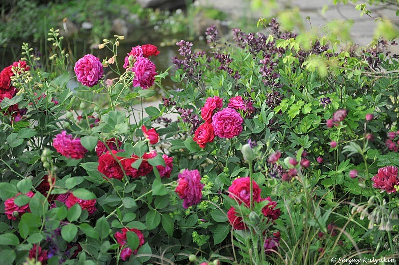 Баптизия ‘Burgundy Blast’