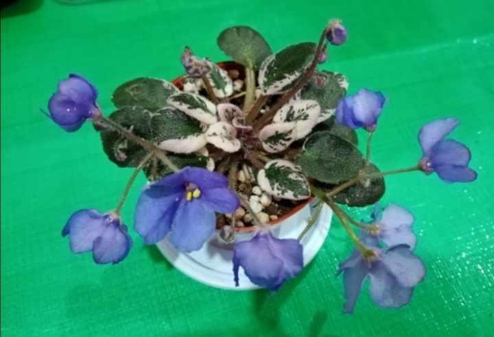 Вот тот самый ну очень часто пасынкующийся сорт фиалки. Кстати как называется сорт?🤔 О нем я писала недавно статью на своем канале. 