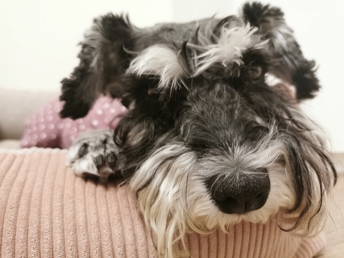 Вот она - страшная морда грозного хищника