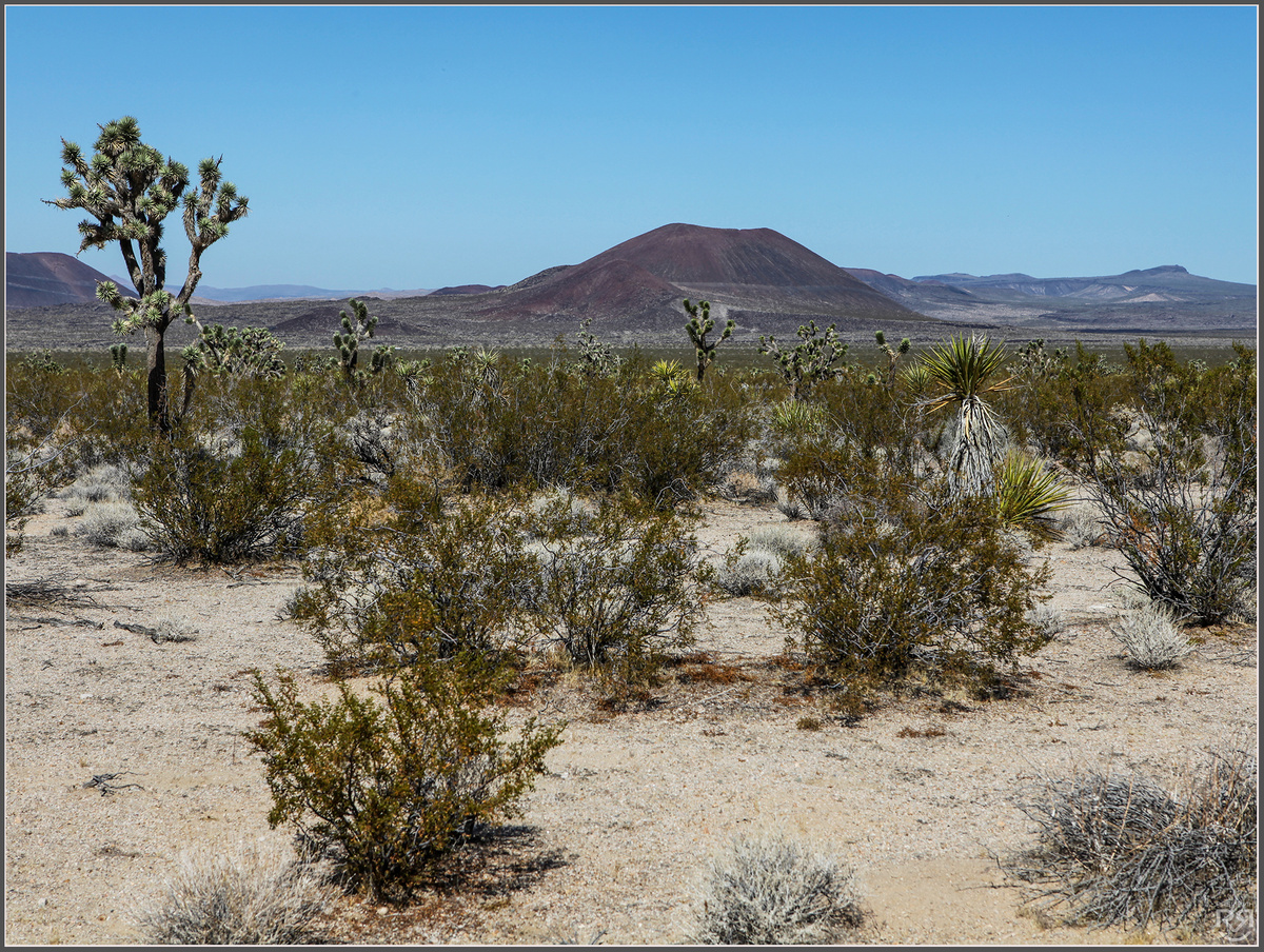 Пустыня "Мохаве". США. Фото: Михаил Рябинин