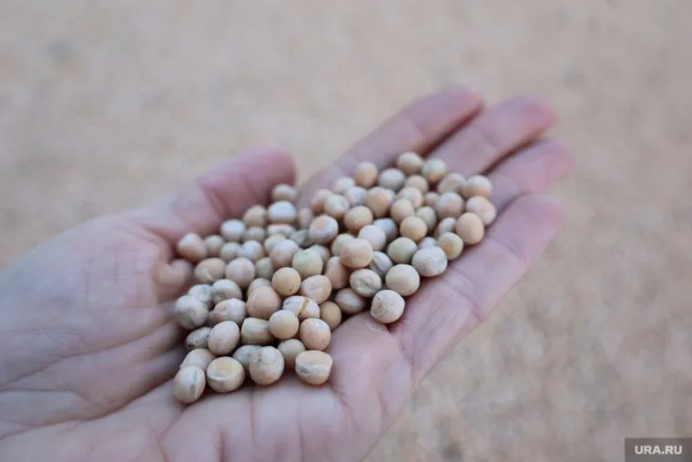 Шадринский хлебокомбинат будет поставлять горох в Китай
Фото: Екатерина Сычкова © URA.RU