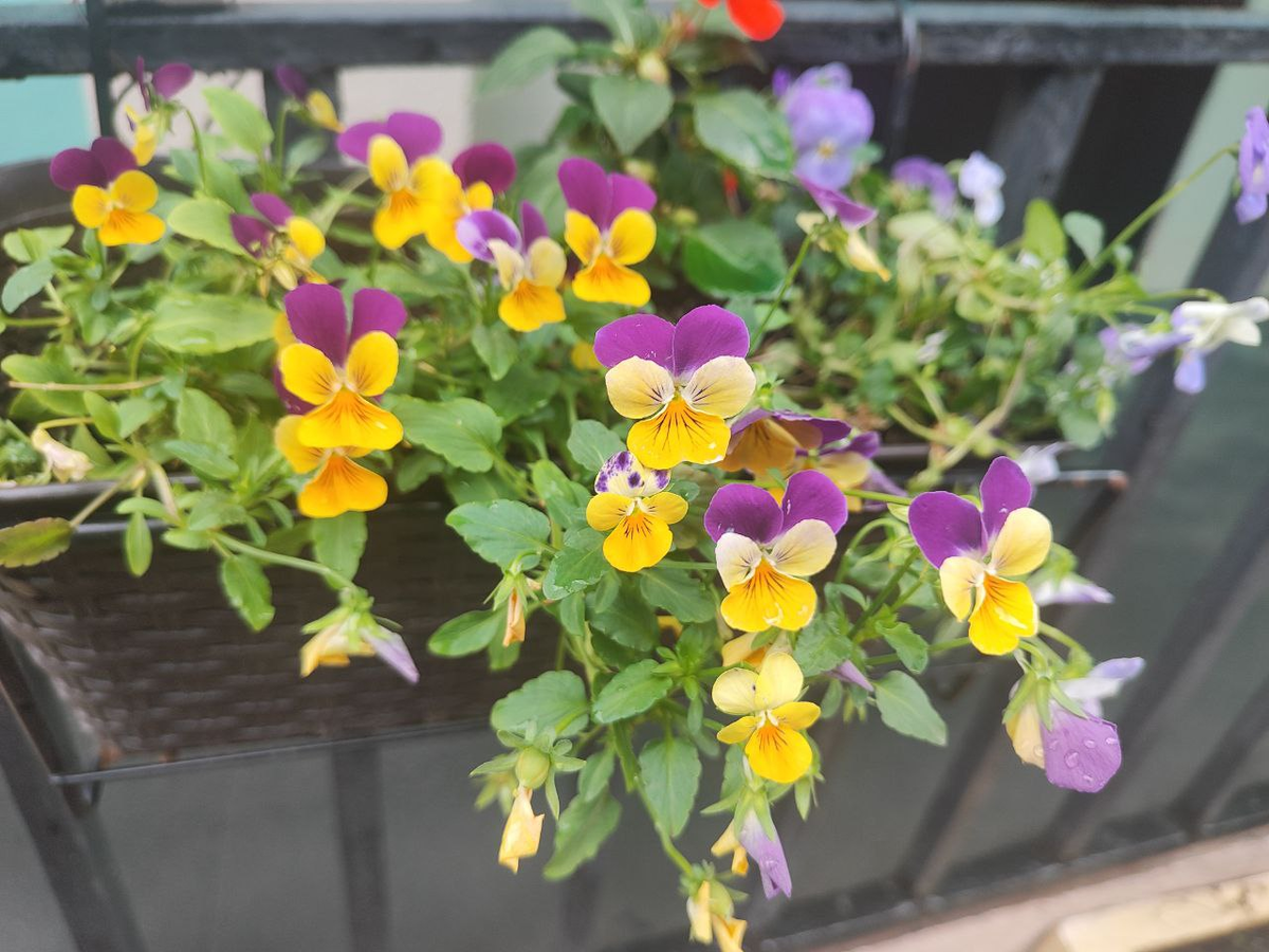 Фото автора.