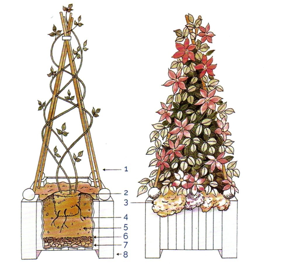 Иллюстрация из каталога питомника Раймонда Эвисона 2025-2026