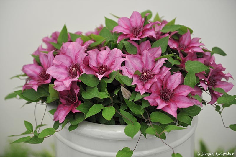 Клематис Elodi