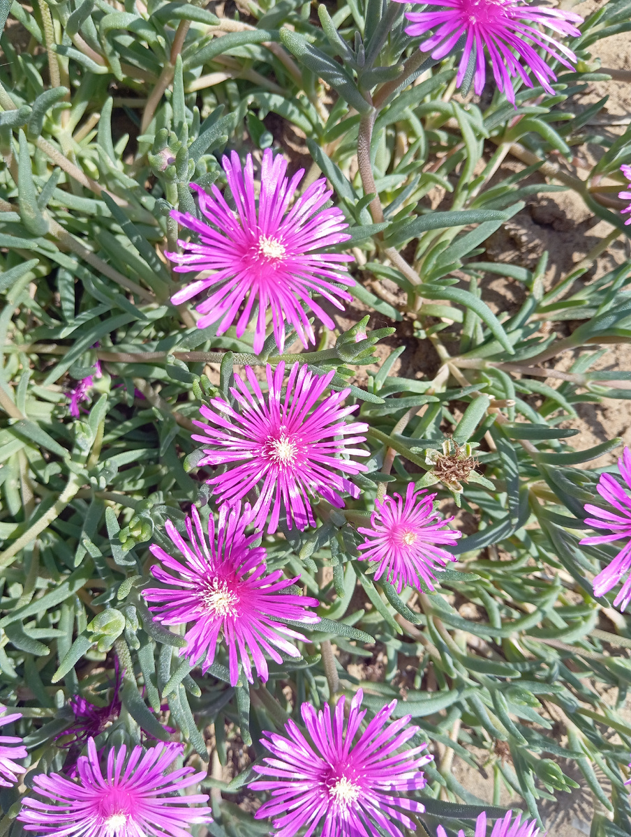 Камнеломка