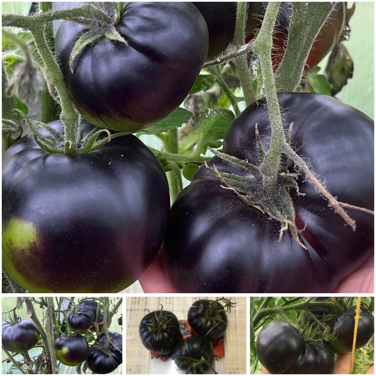 Сорт Чёрная красота.