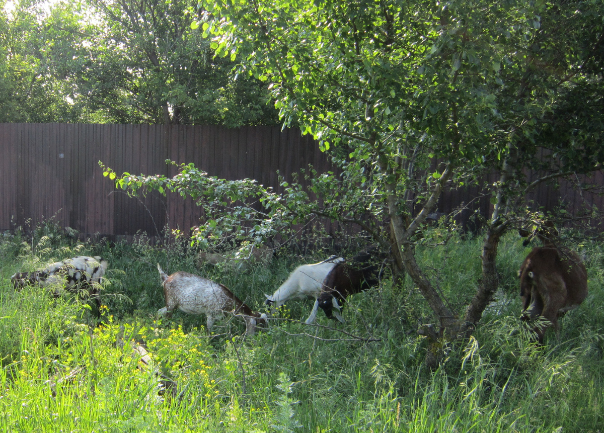 Фото автора.